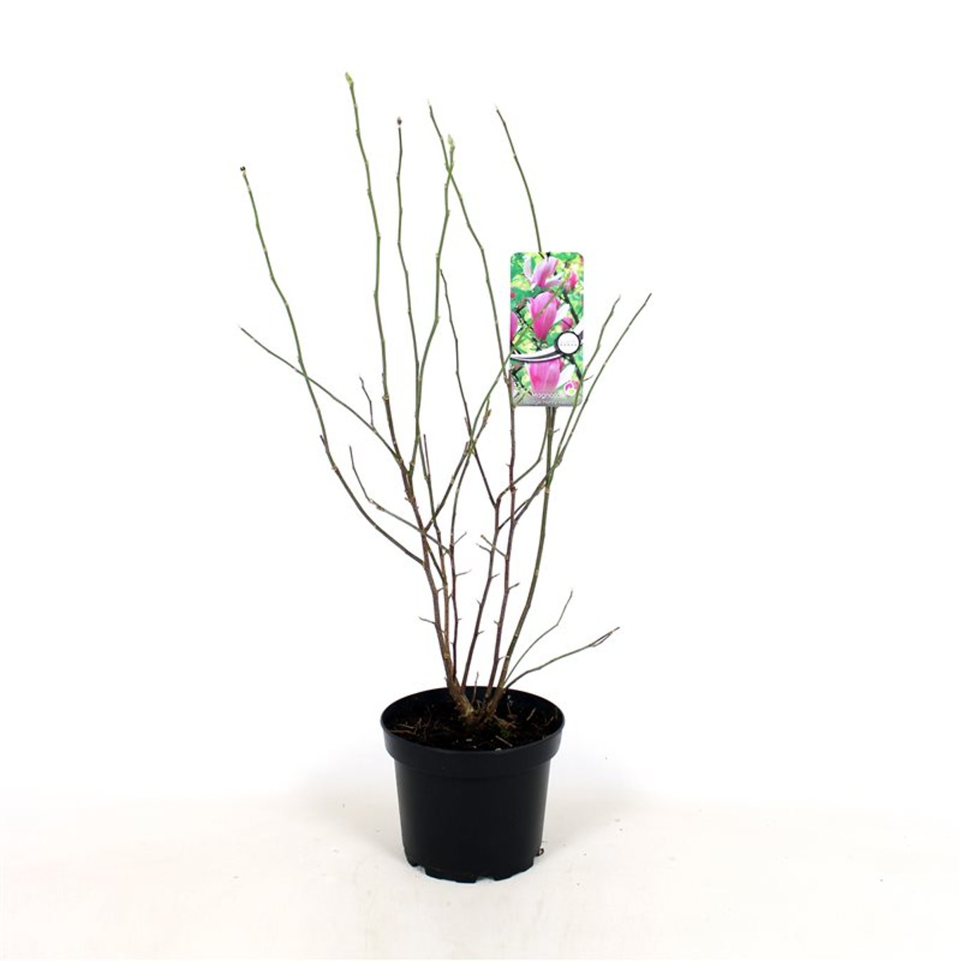 Magnolia 'George Henry Kern' - C5 50-60 CM